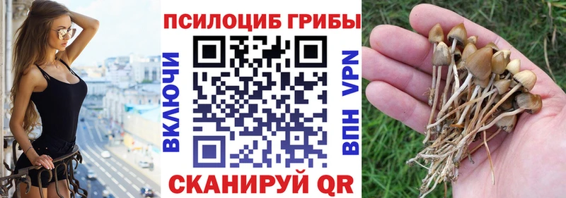 маркетплейс какой сайт купить наркоту Ковров Галлюциногенные грибы Psilocybe